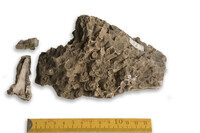 F 00054
<br/>
<br/>
<em></em>